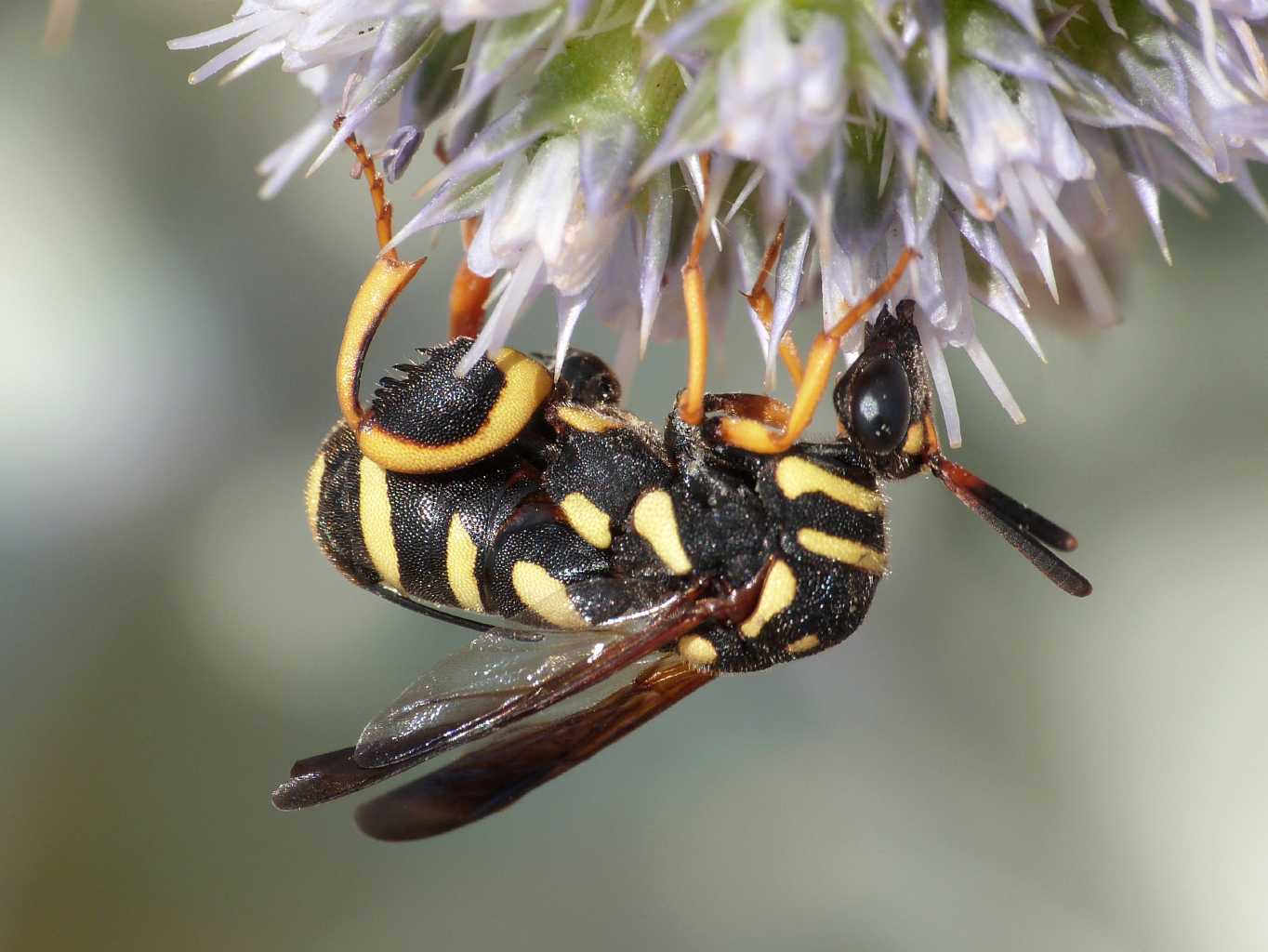 Femmina di Leucospis gigas